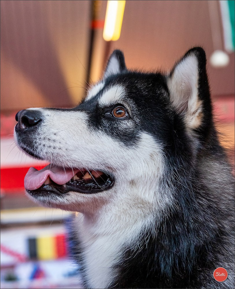 À l'exposition de Mouscron 🇧🇪 #dogshow #dogsphotography #expocanine #photopets #pets #dogs #aminalier #animals #mouscron #mouscron2025. Photographe à Strasbourg | Portraits, Studio, Enfants, Événements