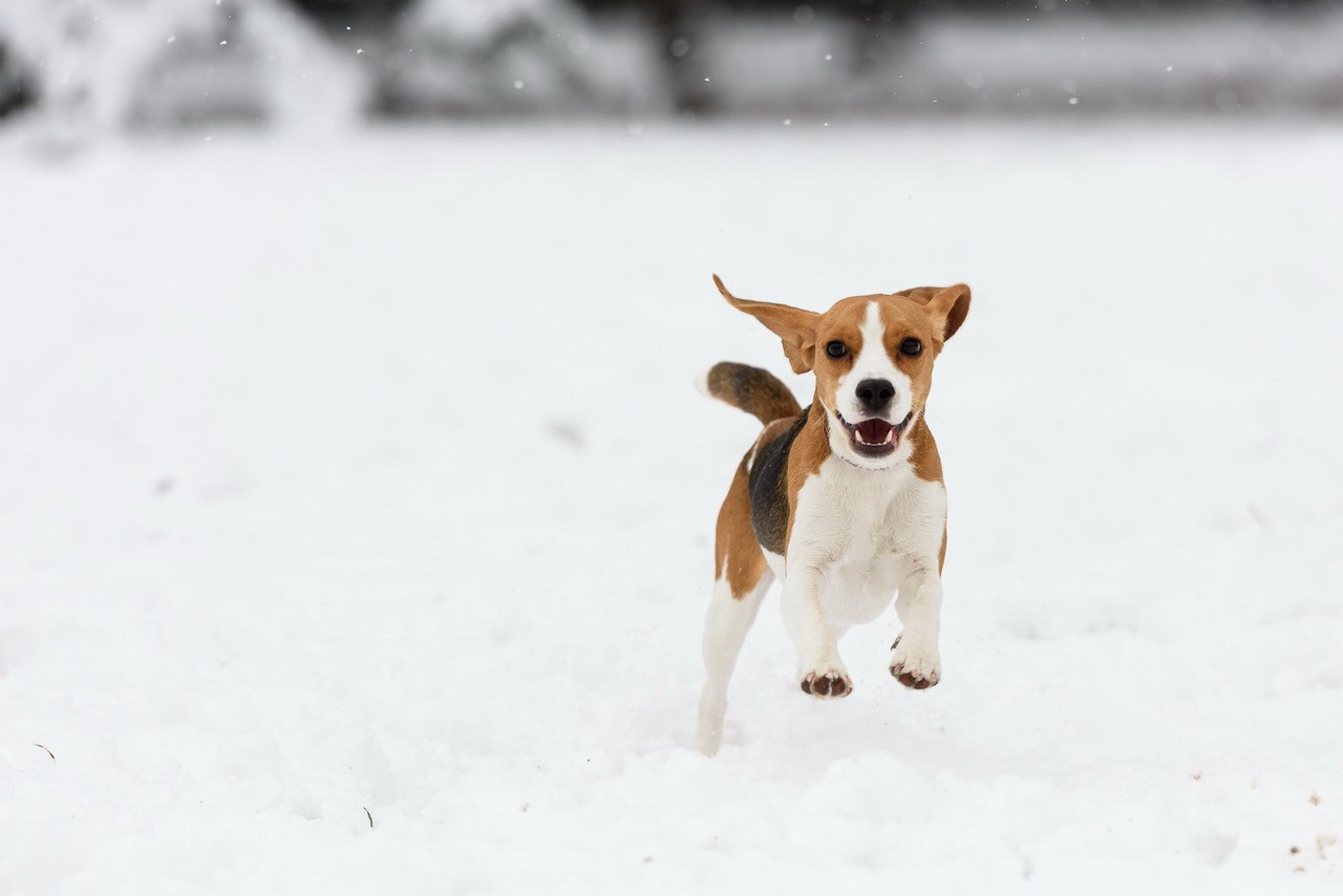 Razigrani beagle trči kroz sneg – zimska fotografija kućnih ljubimaca.