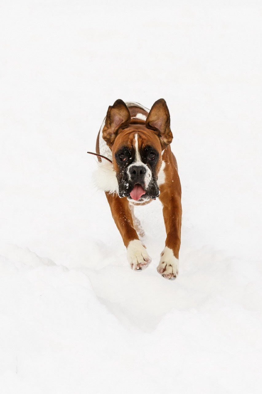 Razigrani pas bokser u zimskom ambijentu – profesionalno fotografisanje kućnih ljubimaca.