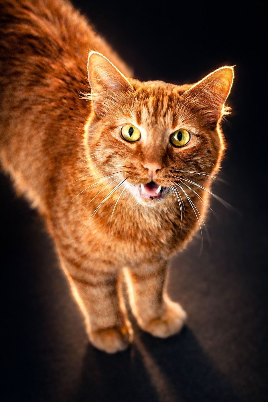 Sesión mascota «Runa». Lucyfera Studio