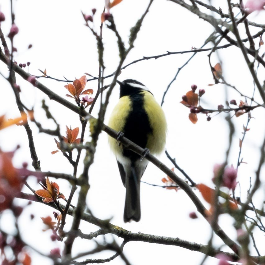 Forår. Fotograf Aarhus | Portrætfoto Århus | Flotte billeder