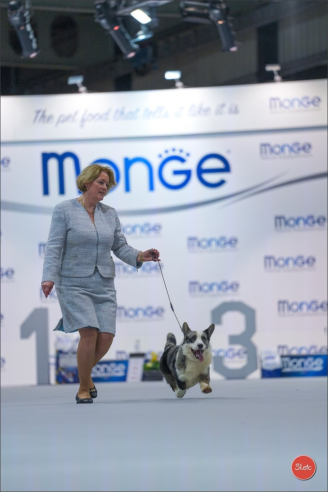 🇱🇺 LUXEMBOURG 🇱🇺 International Dog Show 4-5/04/2026. Photographe à Strasbourg | Portraits, Studio, Enfants, Événements