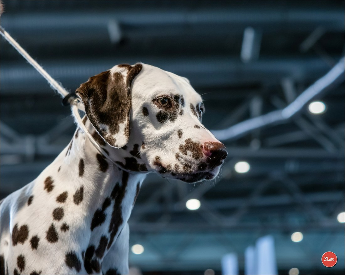Photographie animalière. Photographe à Strasbourg | Portraits, Studio, Enfants, Événements