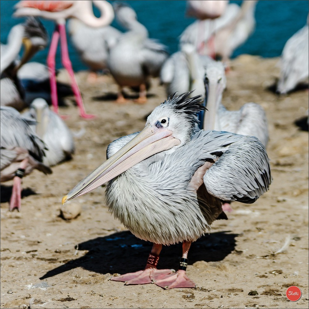 Photographie animalière. Photographe à Strasbourg | Portraits, Studio, Enfants, Événements
