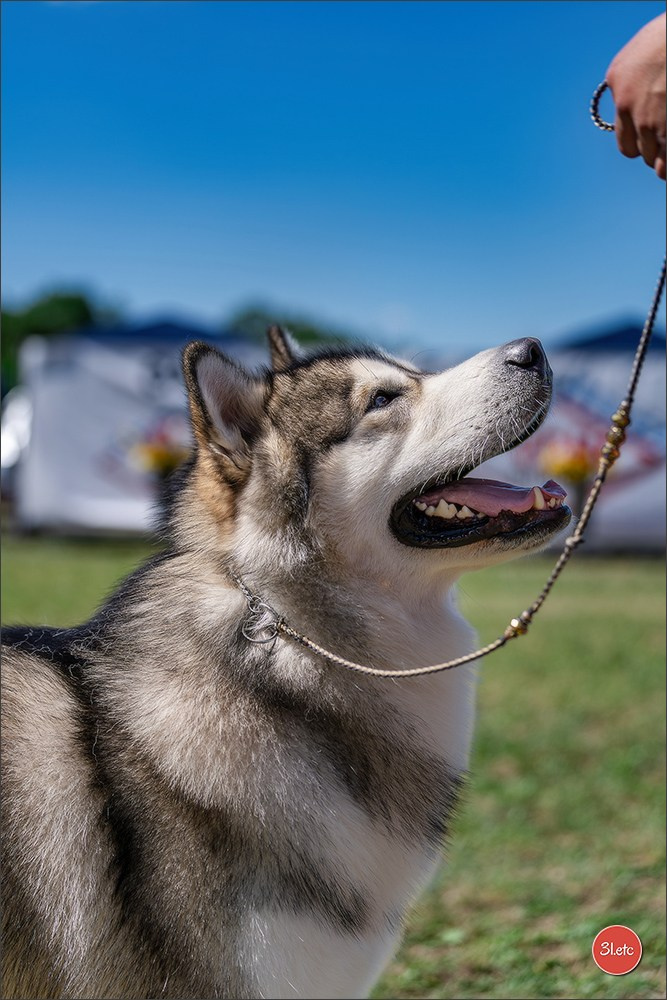 Dog Show - Hallbergmoos 🇩🇪 11-12/07/2026