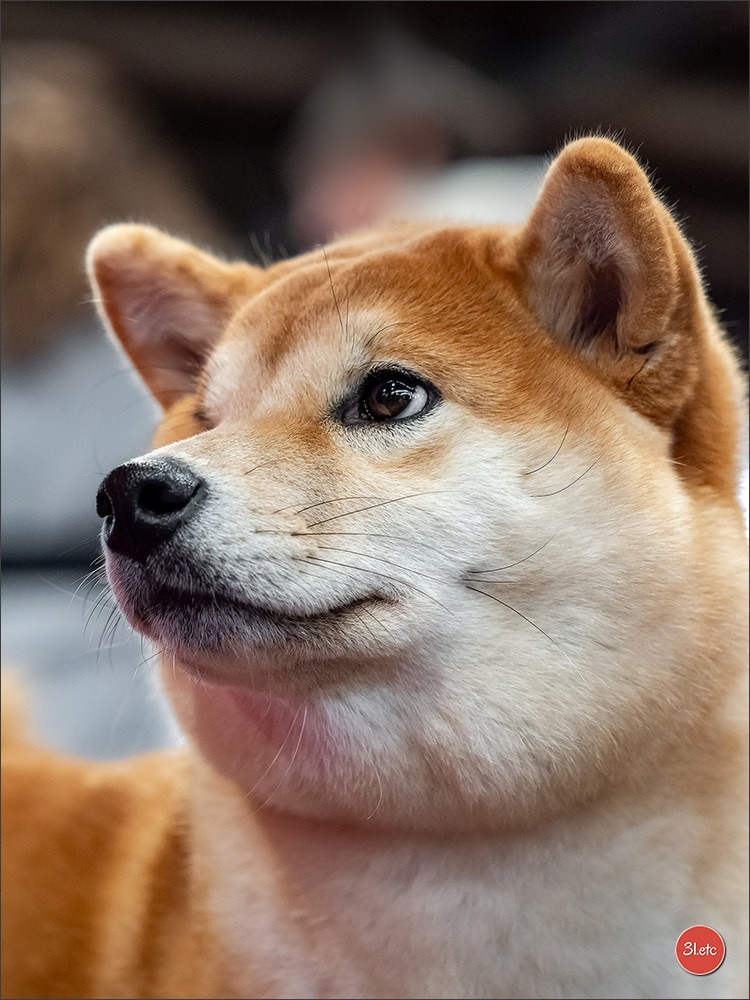 Expo canine 🇫🇷 Poitiers 18-19/10/2025. Photographe à Strasbourg | Portraits, Studio, Enfants, Événements