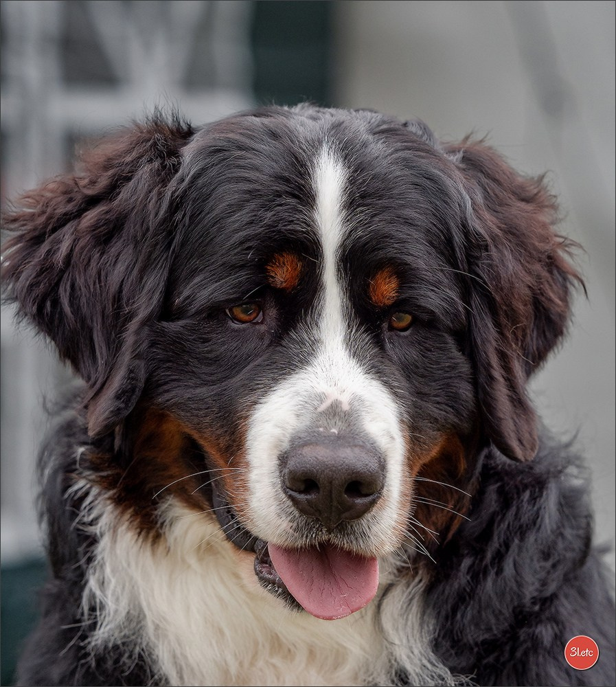 Championnat de France du chien de race  🇫🇷  DIJON (château de Brognon) 7-8/06/2025. Photographe à Strasbourg | Portraits, Studio, Enfants, Événements