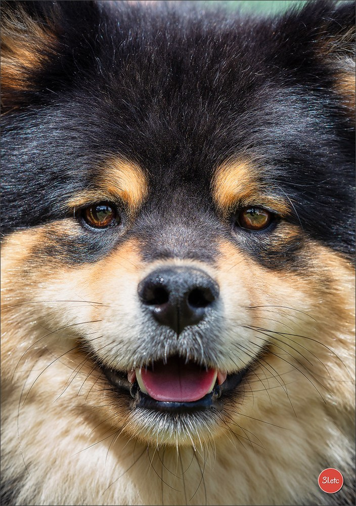 Photographie animalière. Photographe à Strasbourg | Portraits, Studio, Enfants, Événements