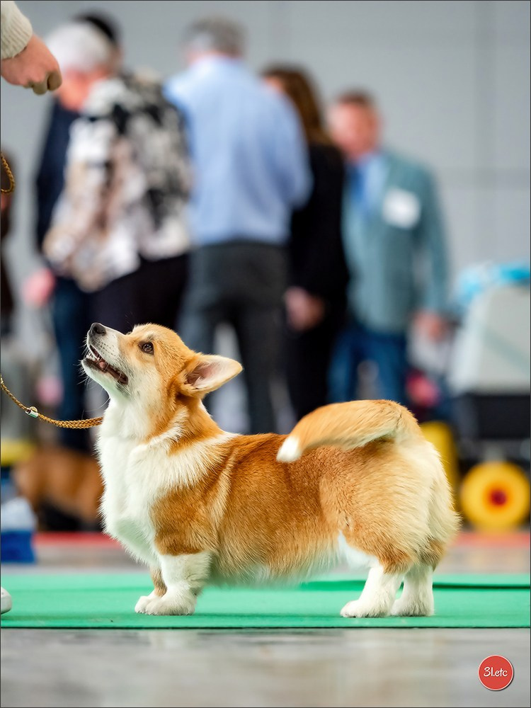 🇫🇷  Chalons en Champagne  🇫🇷  Expo canine  31/01-01/02/2026. Photographe à Strasbourg | Portraits, Studio, Enfants, Événements