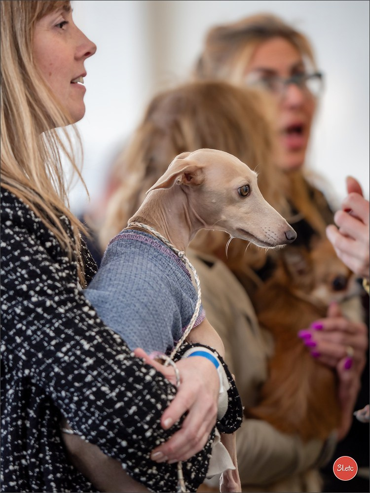 Dog Show  🇮🇹  San Marino. Photographe à Strasbourg | Portraits, Studio, Enfants, Événements