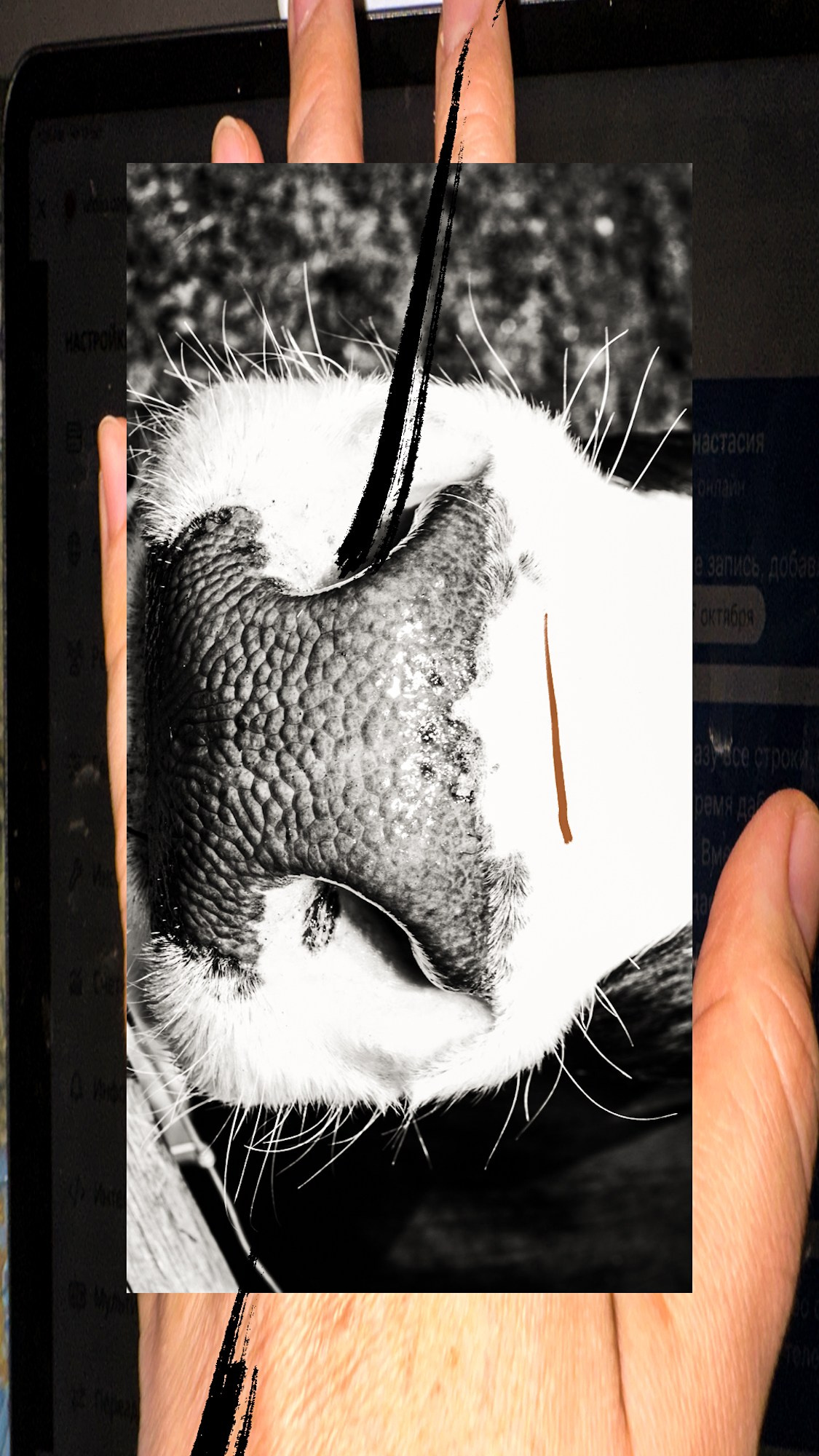 Photography’ Clipping. Ekaterina Tsurkina-Appina Photography Canada