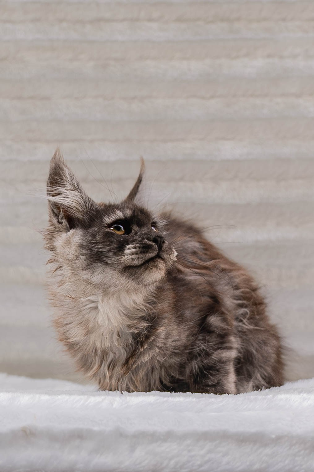 Senator Stella. Senator Cat — Maine Coon cattery