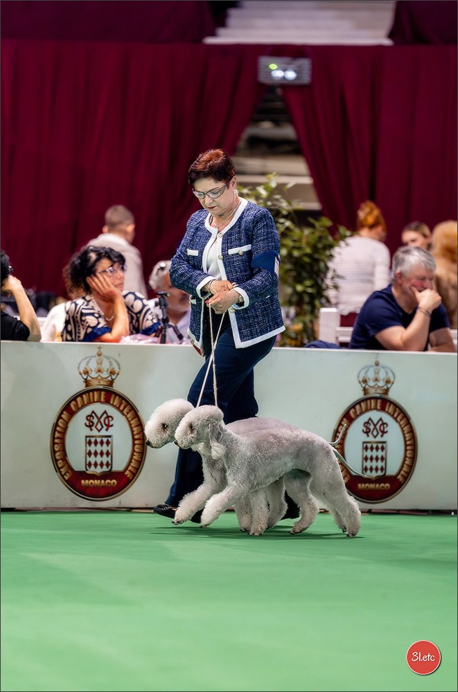 Expo canine 🇲🇨 Monaco 9-10/05/2026. Photographe à Strasbourg | Les animaux, Portraits, Studio, Événements