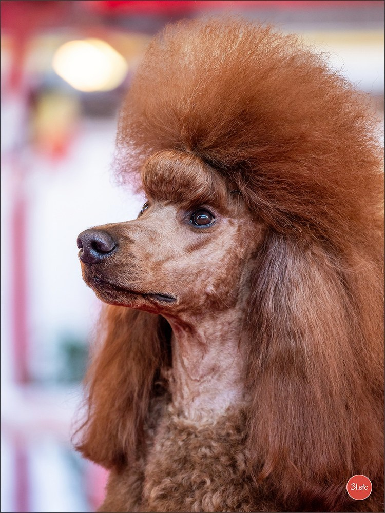 À l'exposition de Mouscron 🇧🇪 #dogshow #dogsphotography #expocanine #photopets #pets #dogs #aminalier #animals #mouscron #mouscron2025. Photographe à Strasbourg | Portraits, Studio, Enfants, Événements