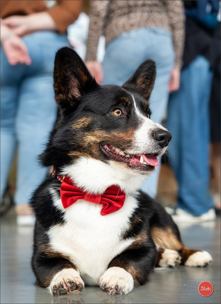 Exposition Canine à Karlsruhe 28-29/09/2024. Photographe à Strasbourg | Portraits, Studio, Enfants, Événements