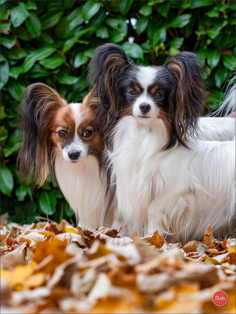 Photographie animalière. Photographe à Strasbourg | Portraits, Studio, Enfants, Événements