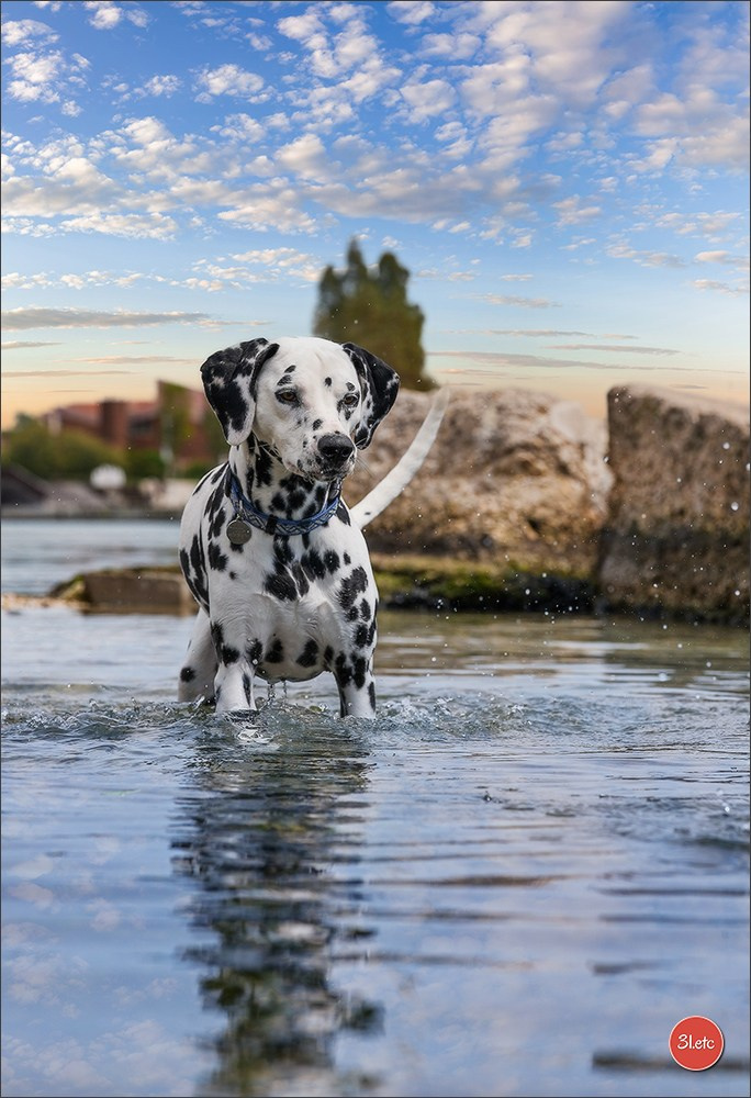 Expo canine 🇫🇷 Martigues 18-19/04/2026