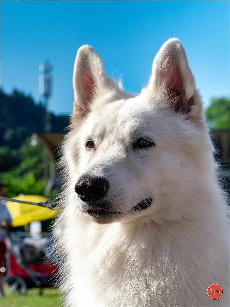 🇨🇭 Geneva Dog Show 15-17/11/2024. Photographe à Strasbourg | Portraits, Studio, Enfants, Événements
