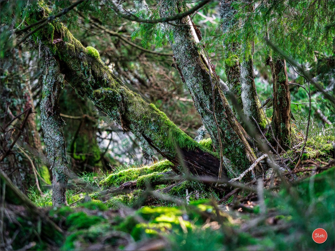 Balade dans les Vosges. Photographe à Strasbourg | Portraits, Studio, Enfants, Événements
