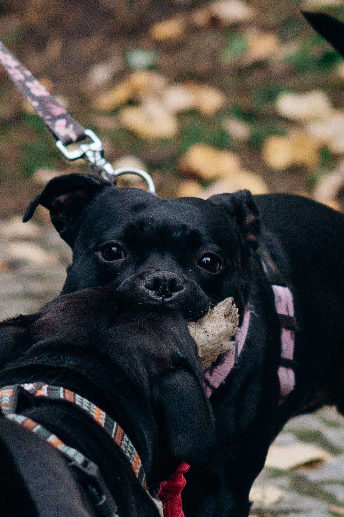 Staffordshire Bull Terriers Meetup. Kat Laisaar — Pet photographer in Tallinn