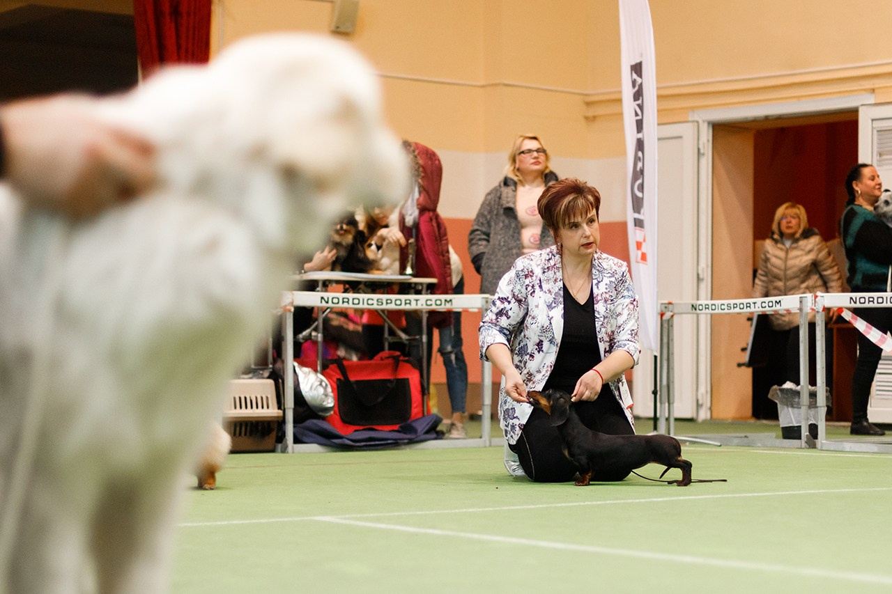 Grodno dog show. Kaja | fotograf we Wrocławiu | ludzie i psy