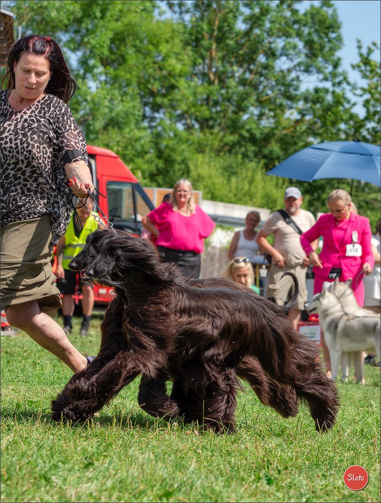 Dog Show Hallbergmoos  🇩🇪  11-13/07/2025. Photographe à Strasbourg | Portraits, Studio, Enfants, Événements