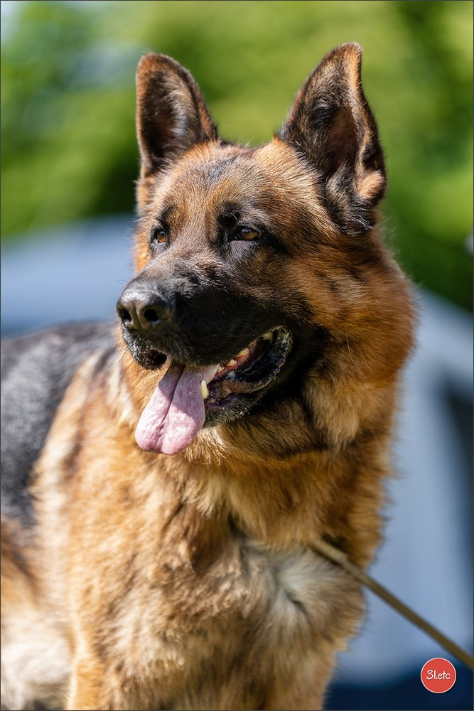 🇫🇷  CHARTRES  🇫🇷  2026  🇫🇷  Exposition Canine Nationale - Château des Boulard