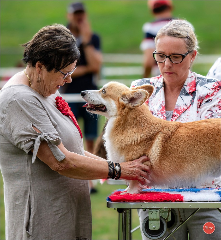 🇫🇷 Romorantin - Exposition Canine Nationale. Photographe à Strasbourg | Portraits, Studio, Enfants, Événements