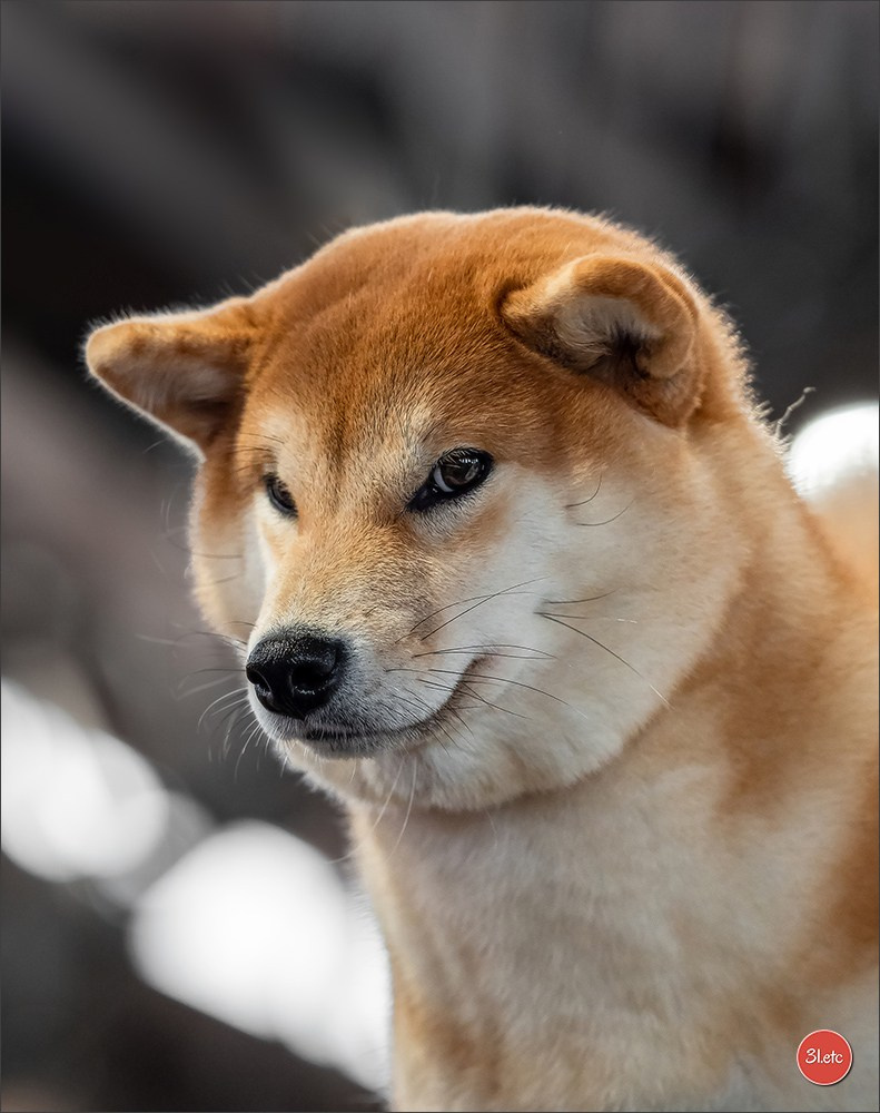 Expo canine 🇫🇷 Poitiers 18-19/10/2025. Photographe à Strasbourg | Portraits, Studio, Enfants, Événements