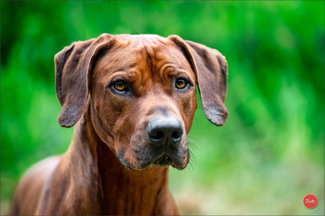 R.E. Rhodesian Ridgeback - Belleau (54) Expo canine Nancy  🇫🇷  24/05/2025. Photographe à Strasbourg | Portraits, Studio, Enfants, Événements