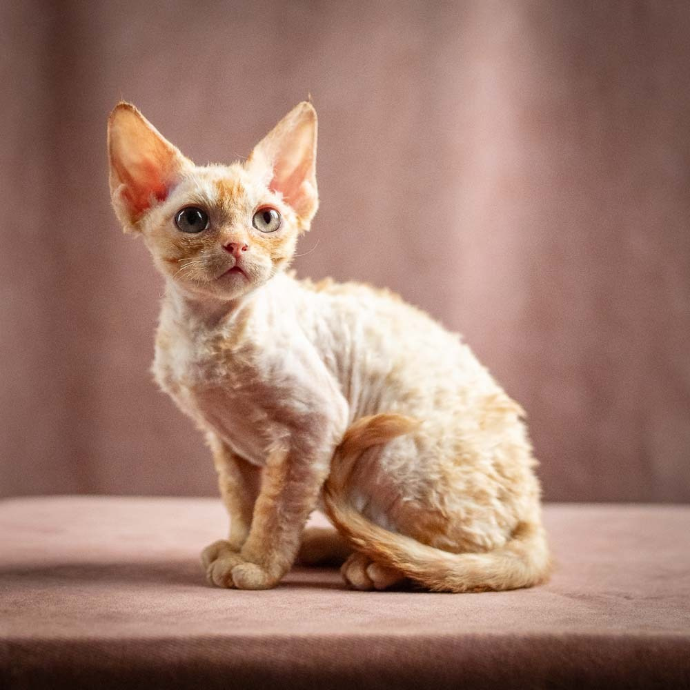 Piper, girl, born 02.11.26. Devon Rex Pixie Cattery