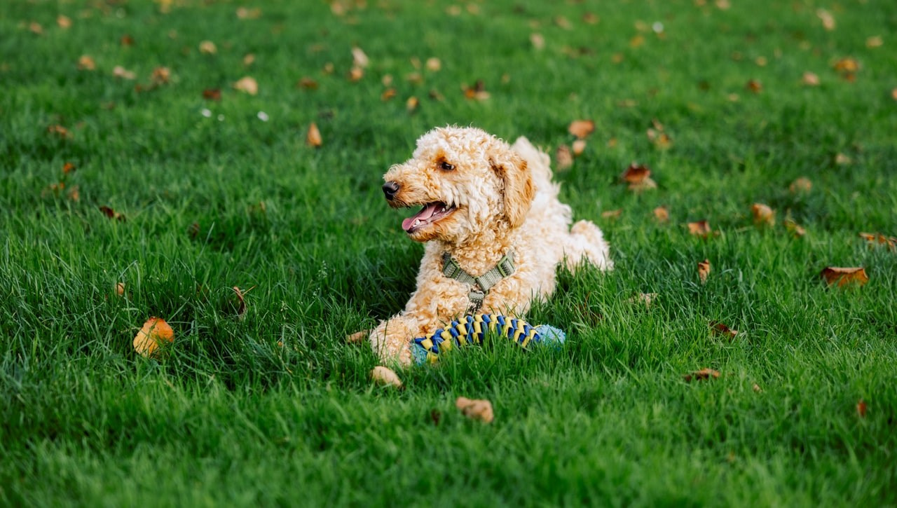 Pet Photography. Romantic & Soulful Photography by Natalia Olhova in Rotterdam