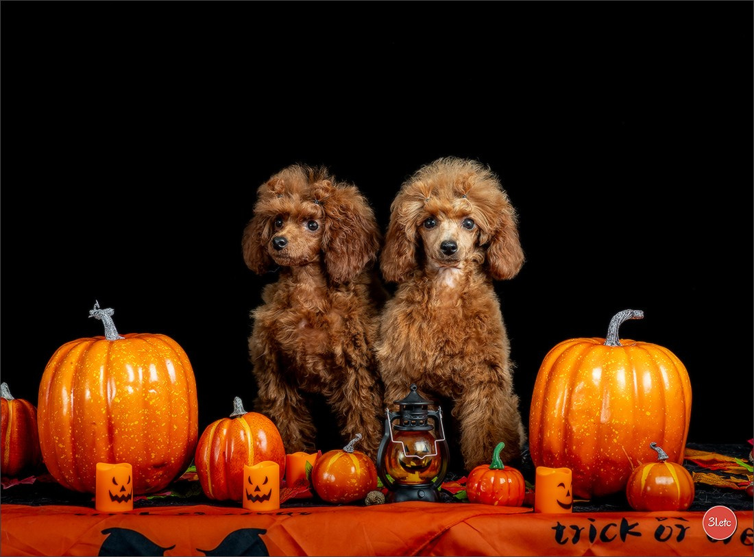 Séance photo d'Halloween dans un salon de toilettage https://pood-els.com/ à Strasbourg. Photographe à Strasbourg | Portraits, Studio, Enfants, Événements