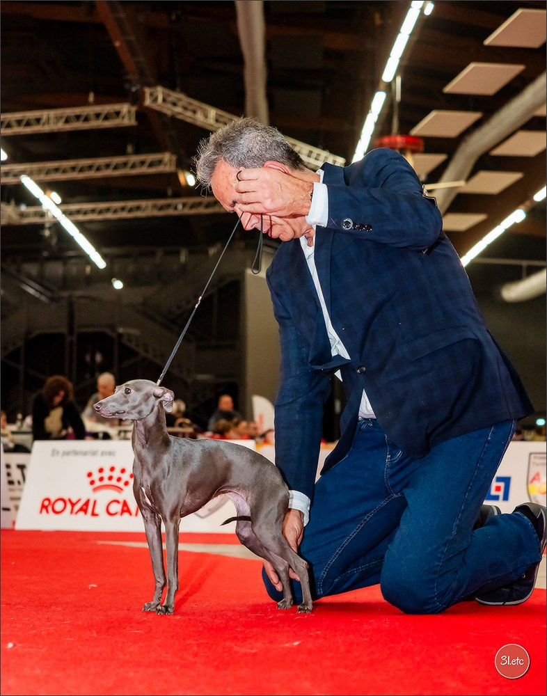 🇫🇷Exposition Canine Internationale de Perpignan. Photographe à Strasbourg | Portraits, Studio, Enfants, Événements