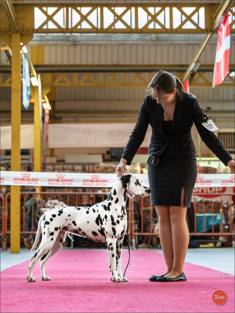 À l'exposition de Mouscron 🇧🇪 #dogshow #dogsphotography #expocanine #photopets #pets #dogs #aminalier #animals #mouscron #mouscron2025. Photographe à Strasbourg | Portraits, Studio, Enfants, Événements