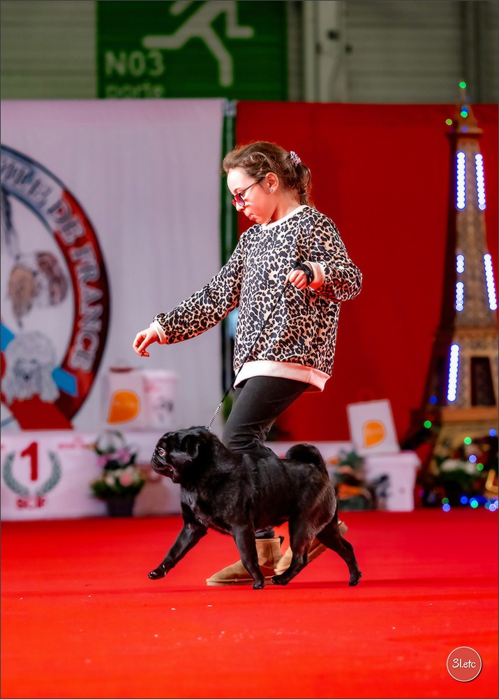 PDS  🇫🇷  Paris Dog Show  🇫🇷  Expo canine  10-11/01/2026. Photographe à Strasbourg | Portraits, Studio, Enfants, Événements