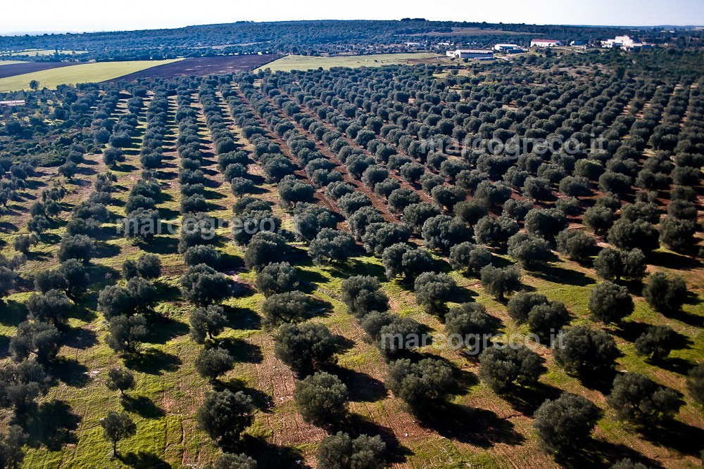 Aerial views of Puglia (Martina Franca)