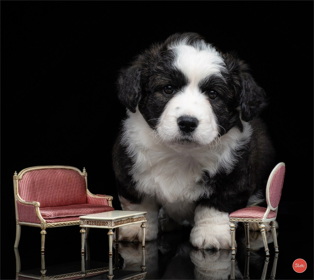 Photographie animalière. Photographe à Strasbourg | Portraits, Studio, Enfants, Événements