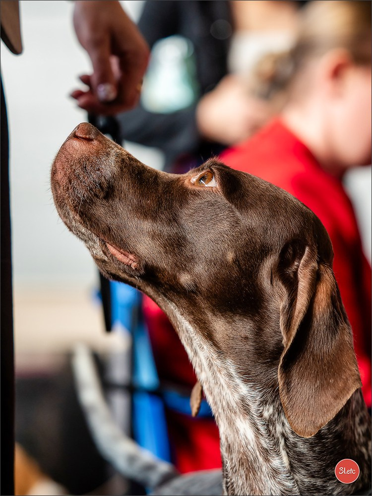 🇨🇭 Geneva Dog Show 15-17/11/2024. Photographe à Strasbourg | Portraits, Studio, Enfants, Événements