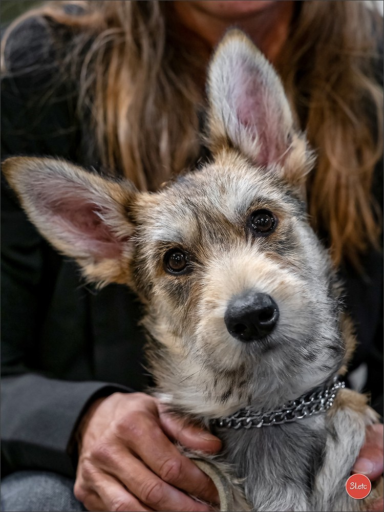 Expo canine 🇫🇷 Martigues  19-20/04/2025. Photographe à Strasbourg | Portraits, Studio, Enfants, Événements