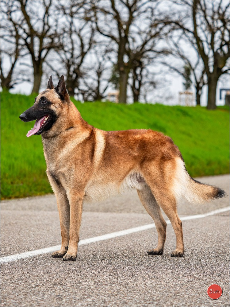 Expo canine 🇫🇷 Angers 22-23/03/2025. Photographe à Strasbourg | Portraits, Studio, Enfants, Événements