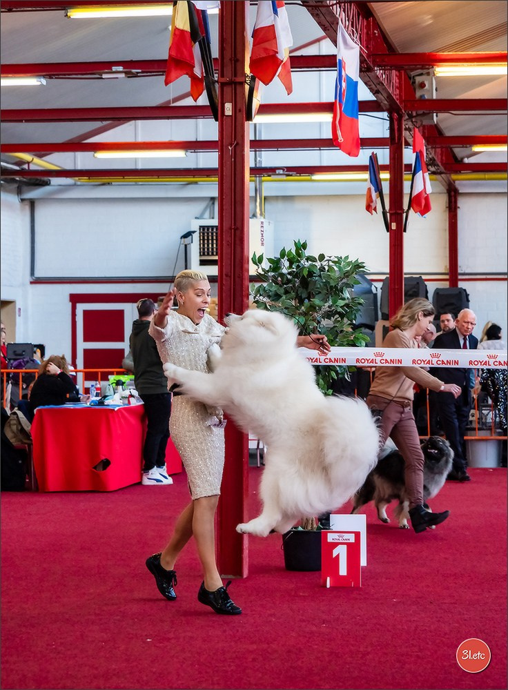 À l'exposition de Mouscron 🇧🇪 #dogshow #dogsphotography #expocanine #photopets #pets #dogs #aminalier #animals #mouscron #mouscron2025. Photographe à Strasbourg | Portraits, Studio, Enfants, Événements