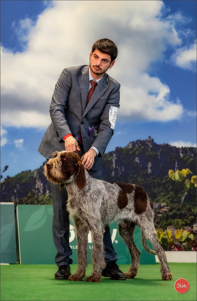 Dog Show  🇮🇹  San Marino. Photographe à Strasbourg | Portraits, Studio, Enfants, Événements