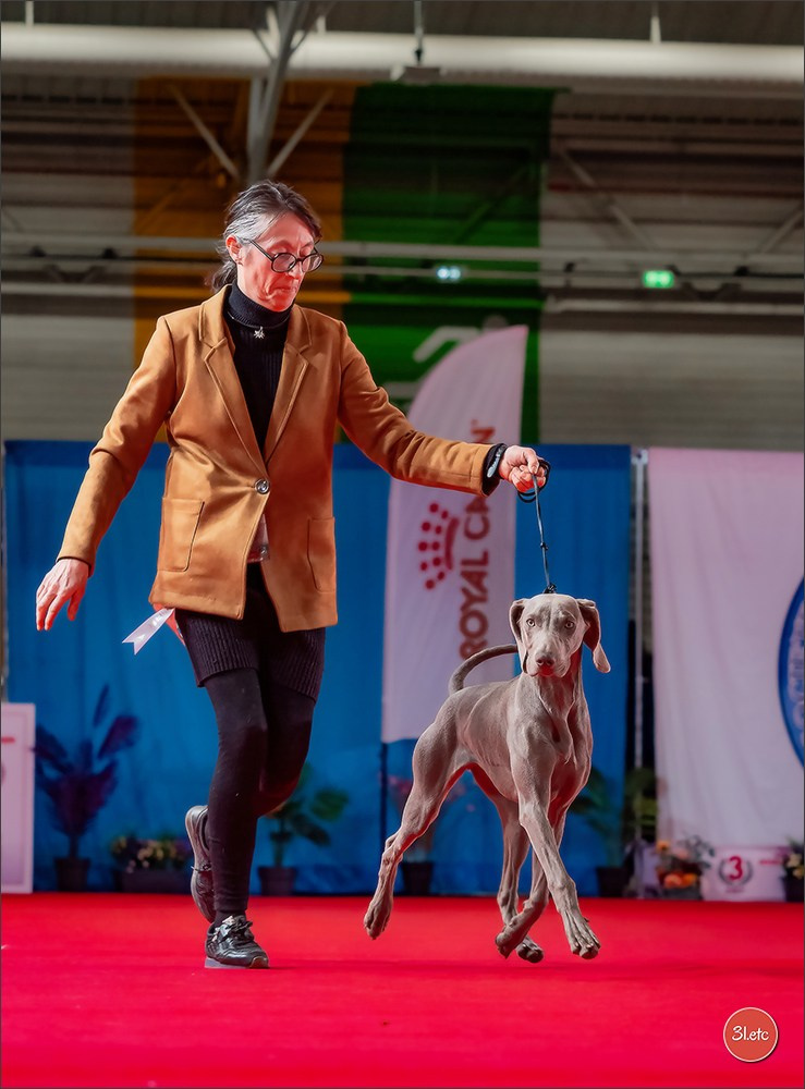 PDS  🇫🇷  Paris Dog Show  🇫🇷  Expo canine  10-11/01/2026. Photographe à Strasbourg | Portraits, Studio, Enfants, Événements