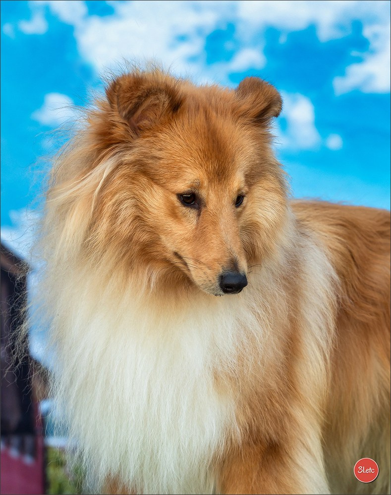 🇨🇭 Geneva Dog Show 15-17/11/2024. Photographe à Strasbourg | Portraits, Studio, Enfants, Événements