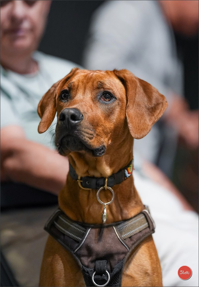 Expo canine 🇫🇷 Martigues 18-19/04/2026