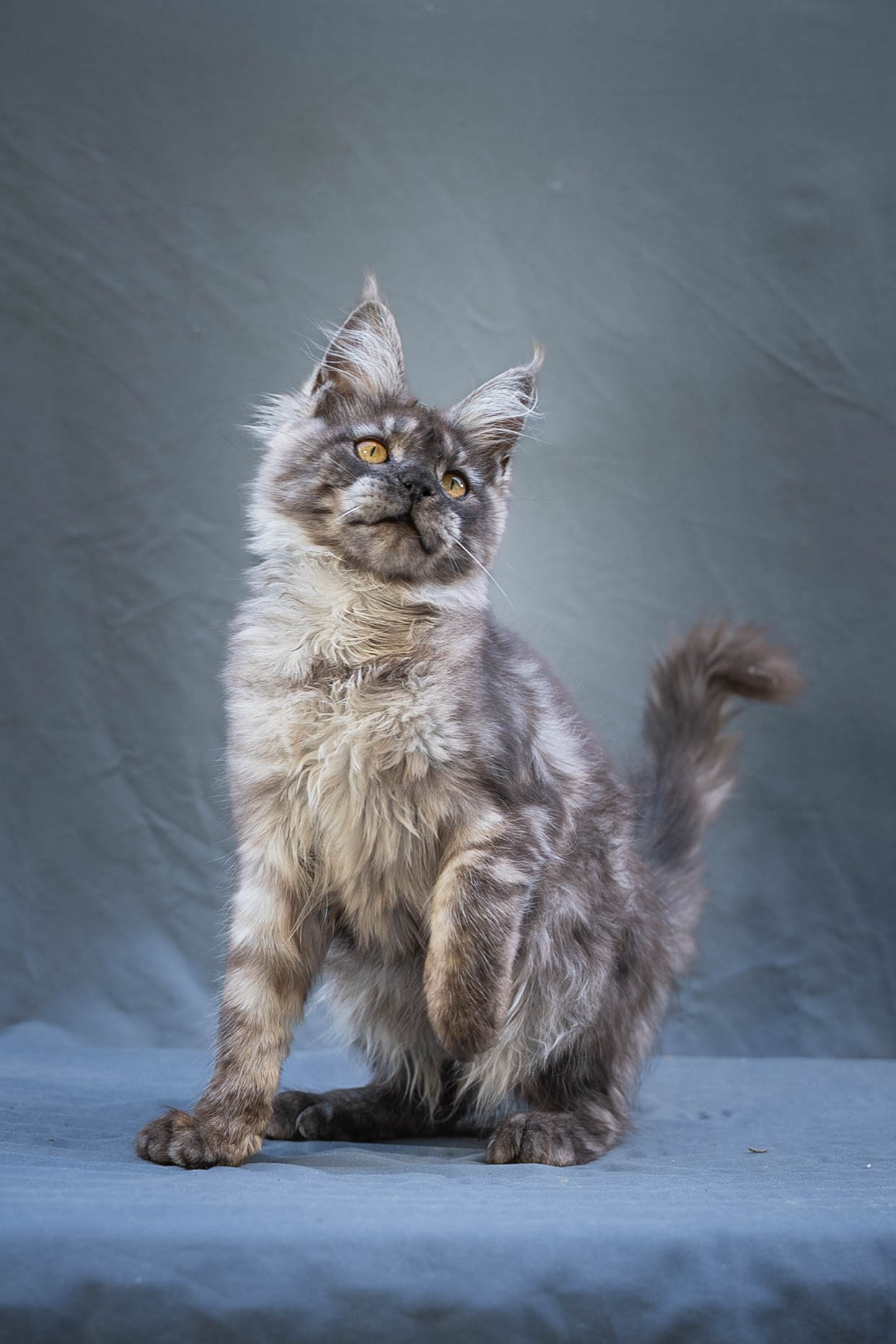 Senator Wilda. Senator Cat — Maine Coon cattery