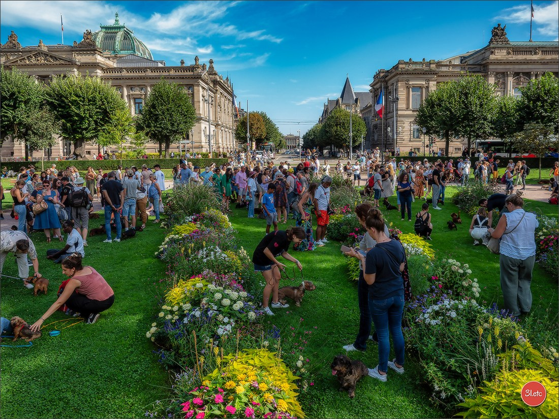 Teckels Parade Strasbourgeoise  Vous pouvez voir le galerie de photos. Photographe à Strasbourg | Portraits, Studio, Enfants, Événements