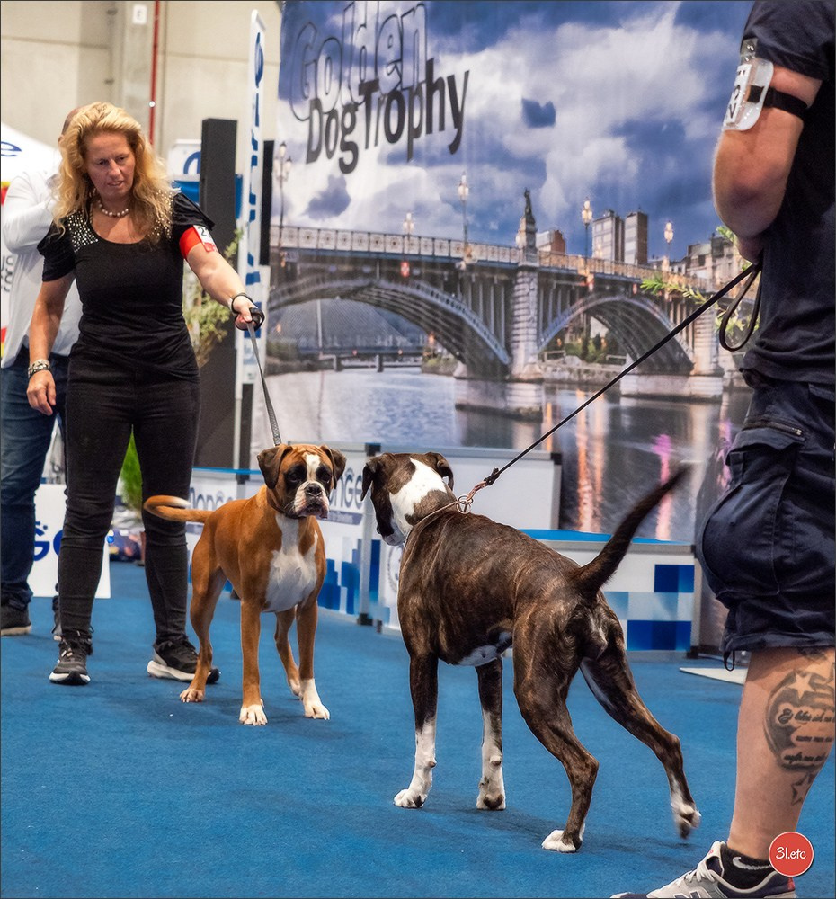 Dog Show Liege 🇧🇪 19-29/07/2025. Photographe à Strasbourg | Portraits, Studio, Enfants, Événements