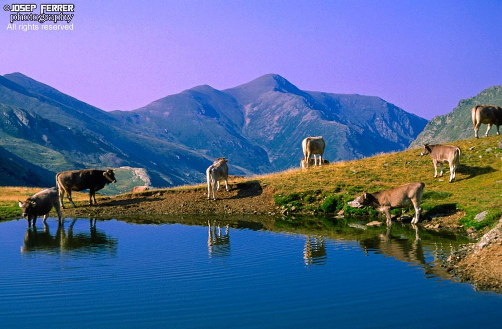 Ripollès, Pyrenees, Catalunya